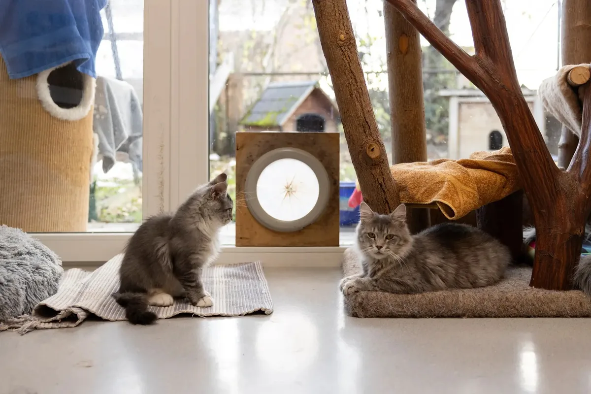 Man sieht Meret Schneider neben einer Katze
